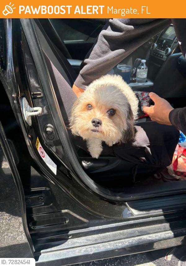 Found/Stray Male Dog last seen Near Bonito Lane, Margate, 33063, Margate, FL 33063