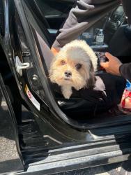 Found/Stray Male Dog last seen Near Bonito Lane, Margate, 33063, Margate, FL 33063