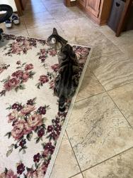 Found/Stray Female Cat last seen Near Southern Lites Park, Happy Valley, OR 97086