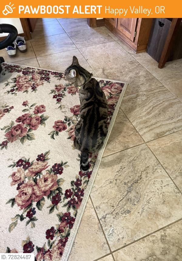Found/Stray Female Cat last seen Near Southern Lites Park, Happy Valley, OR 97086