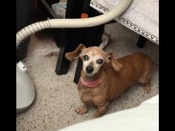 Lost Female Dog last seen Slater Elemenatary School, Fresno, CA 93721