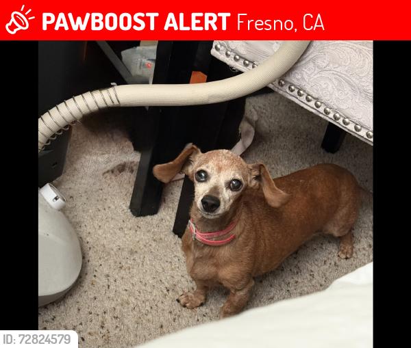 Lost Female Dog last seen Slater Elemenatary School, Fresno, CA 93721