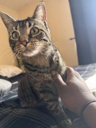 Lost Female Cat last seen Rippey Cir, Reynoldsburg, OH 43068