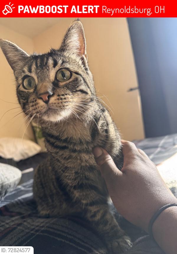 Lost Female Cat last seen Rippey Cir, Reynoldsburg, OH 43068