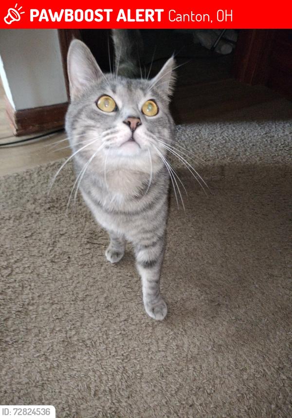 Lost Male Cat last seen Cleveland Ave nw by Europe gyra, Canton, OH 44709