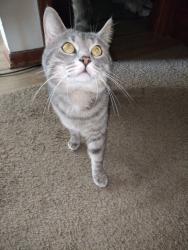 Lost Male Cat last seen Cleveland Ave nw by Europe gyra, Canton, OH 44709