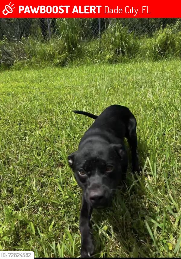 Lost Female Dog last seen Meridian and 21st , Dade City, FL 33525