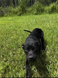 Lost Female Dog last seen Meridian and 21st , Dade City, FL 33525