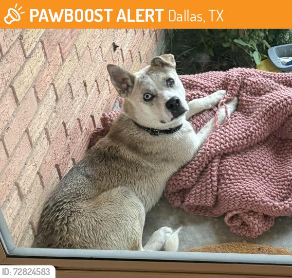 Found/Stray Male Dog last seen Costa Mesa Dr and Shiloh rd, Dallas, TX 75228