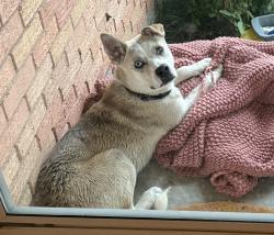 Found/Stray Male Dog last seen Costa Mesa Dr and Shiloh rd, Dallas, TX 75228