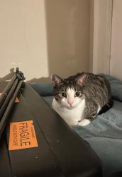 Lost Male Cat last seen Near west manchester, playa pacifica apmts, allegedly dumped near santa fe springs, Los Angeles, CA 90293