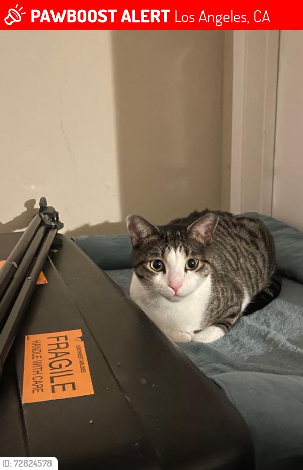 Lost Male Cat last seen Near west manchester, playa pacifica apmts, allegedly dumped near santa fe springs, Los Angeles, CA 90293