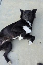 Found/Stray Female Dog last seen Panorama Drive & Union Ave., Bakersfield, CA 93305