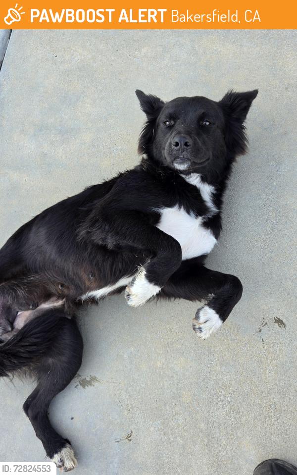 Found/Stray Female Dog last seen Panorama Drive & Union Ave., Bakersfield, CA 93305