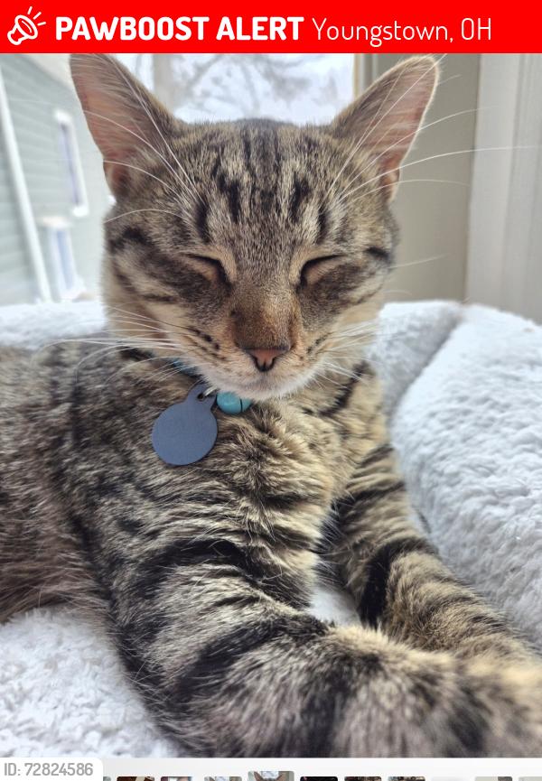 Lost Male Cat last seen Tippwood Ct., Valley View Dr., Shields Rd., Youngstown, OH 44512