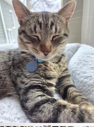 Lost Male Cat last seen Tippwood Ct., Valley View Dr., Shields Rd. , Youngstown, OH 44512