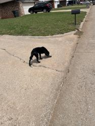 Found/Stray Unknown Dog last seen Midwest city okc 3rd st, Midwest City, OK 73130