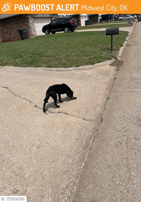 Found/Stray Unknown Dog last seen Midwest city okc 3rd st, Midwest City, OK 73130