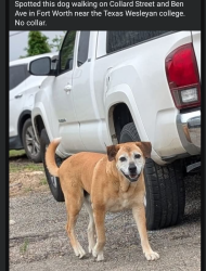 Found/Stray Unknown Dog last seen Collard Street and Ben Avenue, Fort Worth, TX 76103