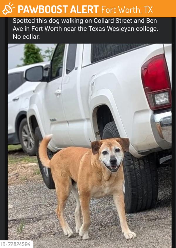 Found/Stray Unknown Dog last seen Collard Street and Ben Avenue, Fort Worth, TX 76103