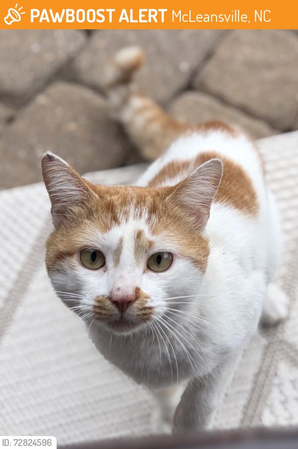 Found/Stray Male Cat last seen Replacements limited , McLeansville, NC 27301
