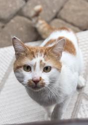 Found/Stray Male Cat last seen Replacements limited , McLeansville, NC 27301