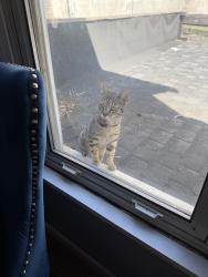 Found/Stray Unknown Cat last seen Hill st , Waterbury, CT 06704