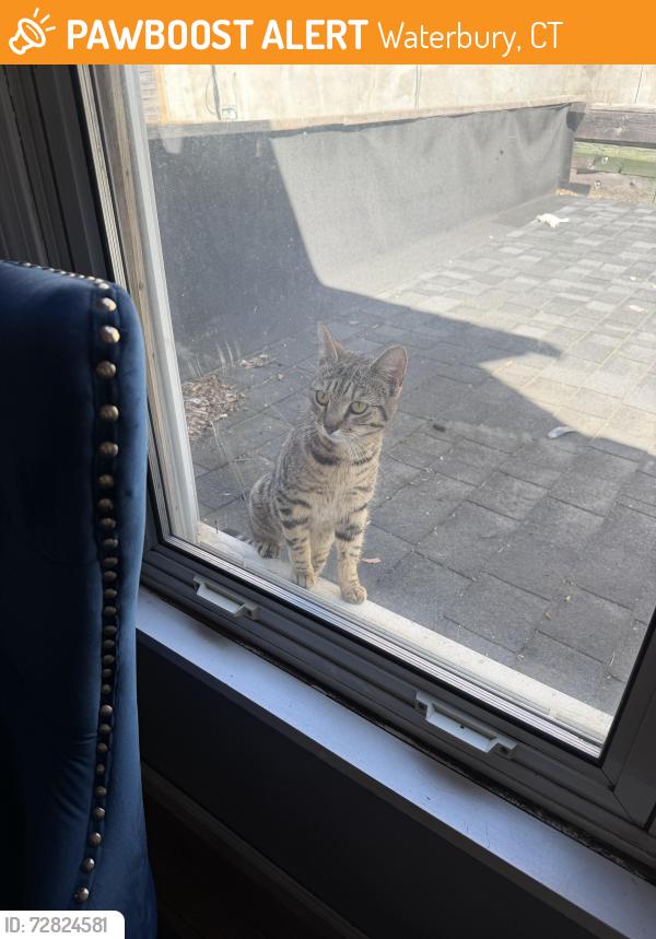 Found/Stray Unknown Cat last seen Hill st, Waterbury, CT 06704