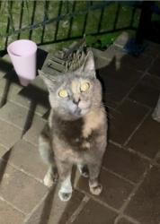 Lost Female Cat last seen Loves, Hogansville, GA 30230