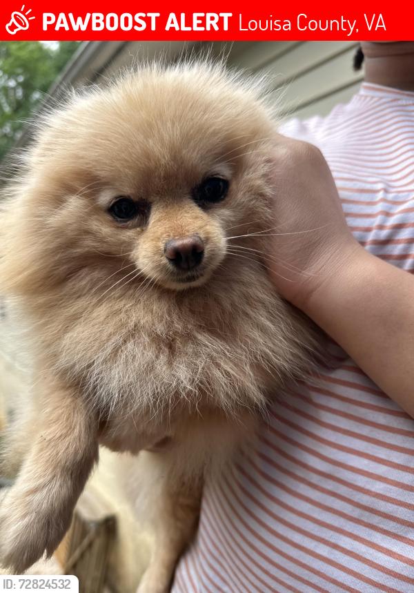 Lost Female Dog last seen Vawter corner rd, Louisa County, VA 23093