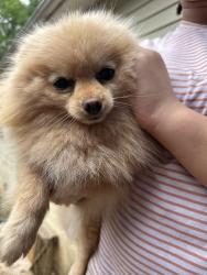 Lost Female Dog last seen Vawter corner rd, Louisa County, VA 23093