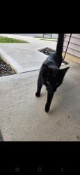 Found/Stray Unknown Cat last seen Kaibab Trail , Fort Wayne, IN 46808