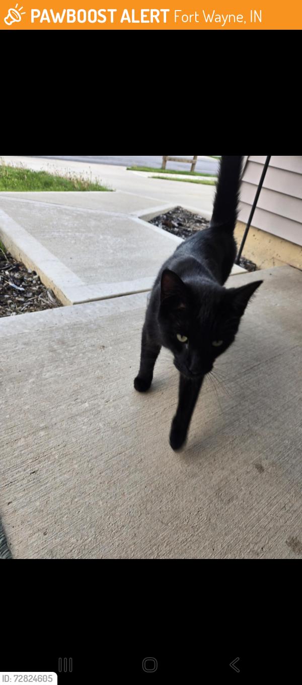 Found/Stray Unknown Cat last seen Kaibab Trail , Fort Wayne, IN 46808