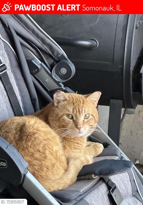 Lost Female Cat last seen Near Holiday Dr Somonauk IL, Somonauk, IL 60552