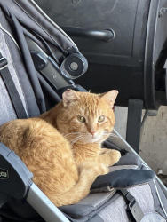 Lost Female Cat last seen Near Holiday Dr Somonauk IL, Somonauk, IL 60552