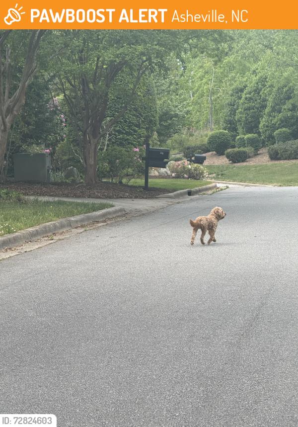 Found/Stray Unknown Dog last seen Biltmore Park, Asheville, NC 28803