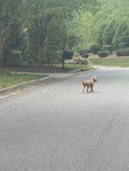 Found/Stray Unknown Dog last seen Biltmore Park, Asheville, NC 28803