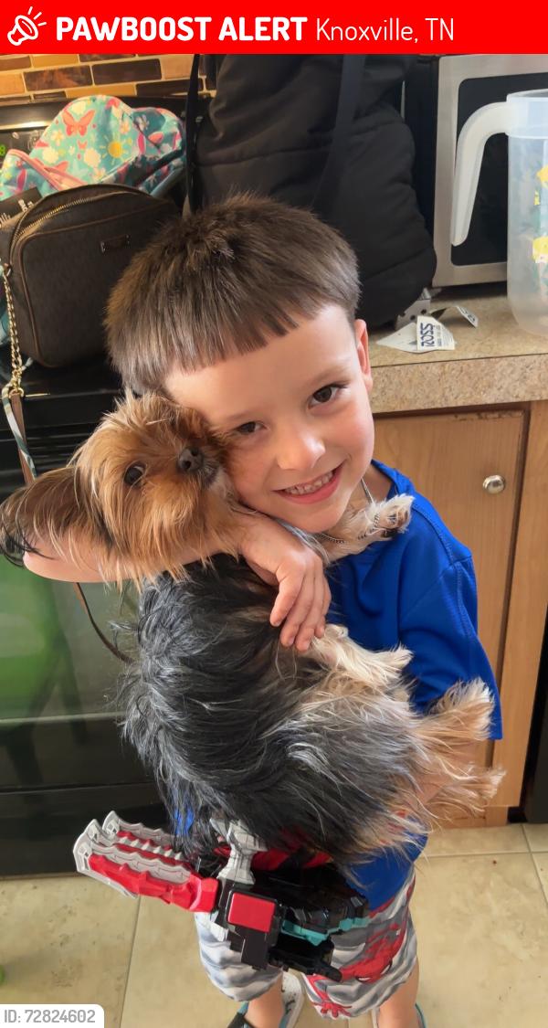 Lost Female Dog last seen Off merchants Dr , Knoxville, TN 37912