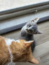 Lost Female Cat last seen Behind Bargain Hunt, Hickory, NC 28601