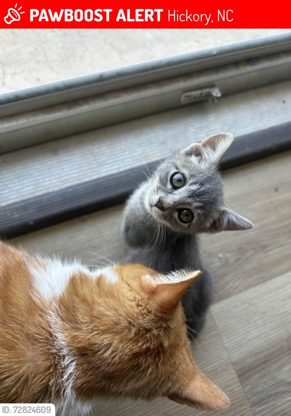 Lost Female Cat last seen Behind Bargain Hunt, Hickory, NC 28601