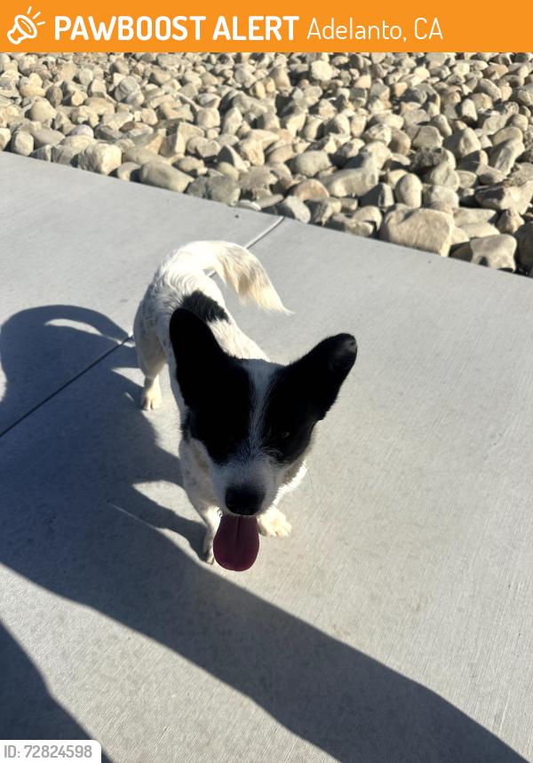 Found/Stray Male Dog last seen Villa & Jonathon, Adelanto, CA 92301