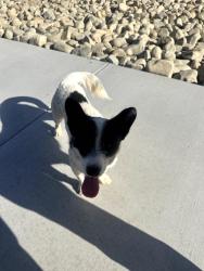 Found/Stray Male Dog last seen Villa & Jonathon, Adelanto, CA 92301