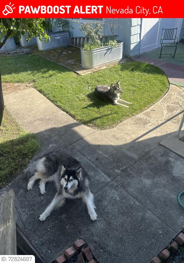 Lost Female Dog last seen Kentucky flt road, Nevada City, Nevada City, CA 95959