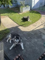 Lost Female Dog last seen Kentucky flt road, Nevada City, Nevada City, CA 95959