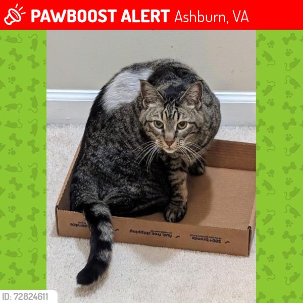 Lost Male Cat last seen Claiborne Parkway and Gloucester Parkway, Ashburn, VA 20147