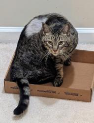 Lost Male Cat last seen Claiborne Parkway and Gloucester Parkway, Ashburn, VA 20147