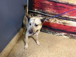 Shelter Stray Female Dog last seen Near BLOCK SW 256 ST, Doral, FL 33122