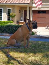 Found/Stray Unknown Dog last seen Starline and Esperanza , La Verne, CA 91750