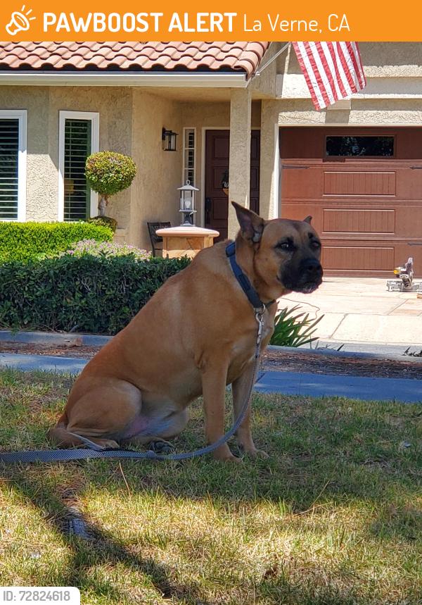 Found/Stray Unknown Dog last seen Starline and Esperanza , La Verne, CA 91750