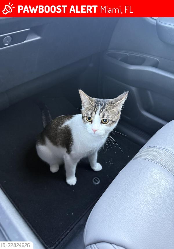 Lost Female Cat last seen Near st 142 ave, Miami, FL 33186